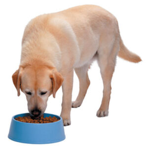 Pet Corner: Spicing up Your Pet's Diet Image